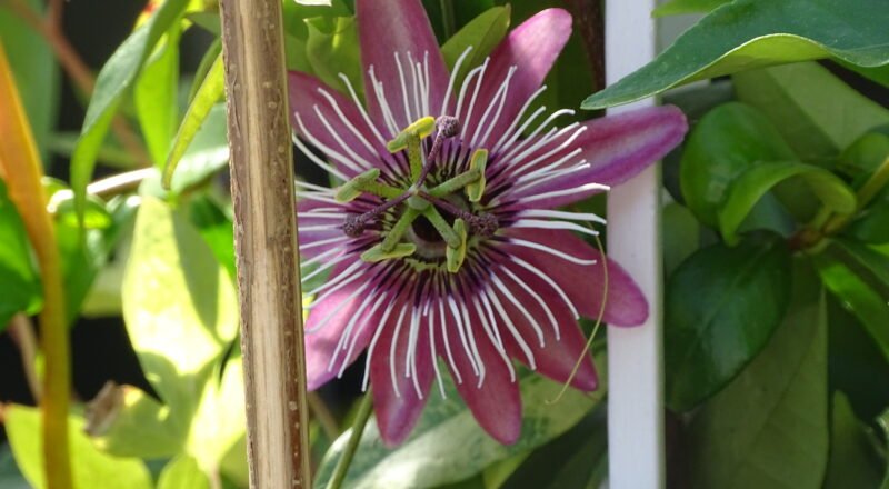 Flor de la pasión en plena floración, representando esperanza tras el dolor.