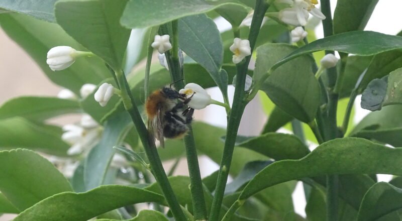 Abeja recolectando néctar en flores de limonero, símbolo de paciencia y constancia diaria