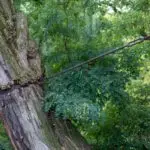 A veces, seguimos en pie no por nuestra fuerza, sino por lo que nos ata. Este árbol no se ha caído, pero tampoco es libre. Su forma de mantenerse erguido habla de resistencias silenciosas, de vínculos que sostienen y, al mismo tiempo, limitan. Así también ocurre en la vida: hay conexiones que impiden el colapso, pero también el crecimiento. Aprender a discernir entre el sostén que nutre y el que aprisiona, es parte de sanar.