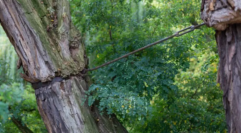 A veces, seguimos en pie no por nuestra fuerza, sino por lo que nos ata. Este árbol no se ha caído, pero tampoco es libre. Su forma de mantenerse erguido habla de resistencias silenciosas, de vínculos que sostienen y, al mismo tiempo, limitan. Así también ocurre en la vida: hay conexiones que impiden el colapso, pero también el crecimiento. Aprender a discernir entre el sostén que nutre y el que aprisiona, es parte de sanar.