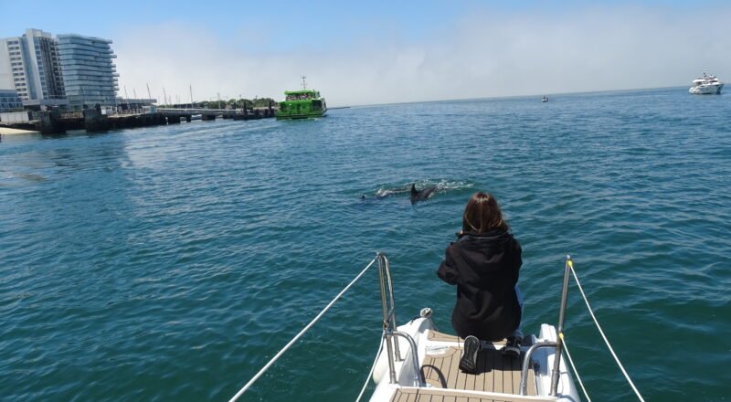 Persona en la proa de un barco observando delfines nadando en el mar, cerca de la costa y un muelle